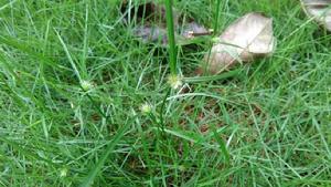 三角草[莎草目禾本科植物]