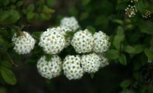 土莊繡線菊（原變種）