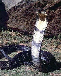 亞洲眼鏡王蛇