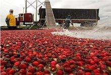 蔓越梅(140萬斤)