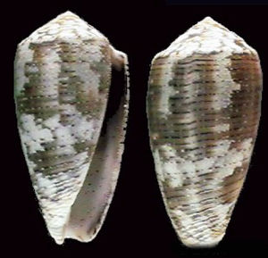 花瑪瑙芋螺 花瑪瑙芋螺