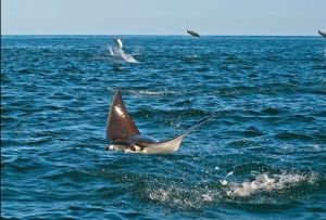 卡伯&middot;普爾默國家公園內的惡魔鰩表演雜技般的跳躍