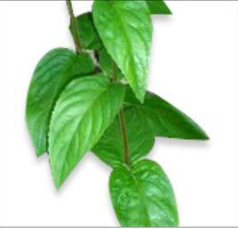 加拿大柳草 加拿大柳草