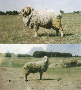 高加索羊 高加索羊