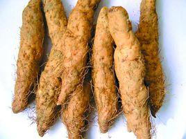 潮陽姜薯 潮陽姜薯