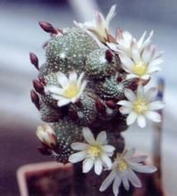 松露玉屬 松露玉屬