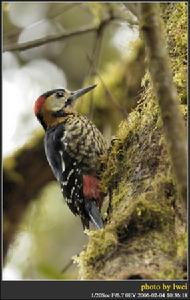 黃頸啄木鳥 黃頸啄木鳥