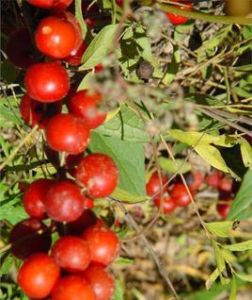 八棱海棠 八棱海棠