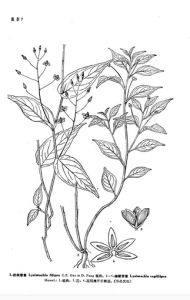 景東香草 景東香草