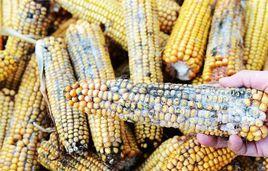 黃麴黴毒素脫毒 黃麴黴毒素脫毒