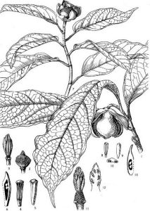 香港木蘭 香港木蘭