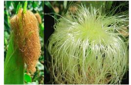 茵陳玉米須茶 茵陳玉米須茶