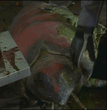 蟲族[科幻電影《星河戰隊》中的阿拉奇蟲族]