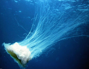 缽水母綱 缽水母綱