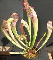 北美瓶子草 北美瓶子草