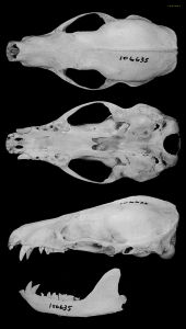 印尼臭獾頭骨