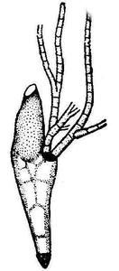 蟲生吸囊菌 蟲生吸囊菌