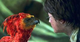 福克斯[《哈利·波特》角色]