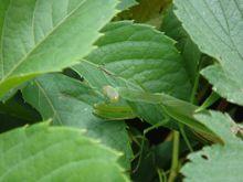 中華大刀螳 神山之主 原創作品