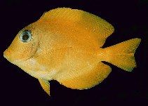 雙斑櫛齒刺尾魚 雙斑櫛齒刺尾魚