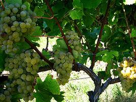 慕斯卡德 慕斯卡德