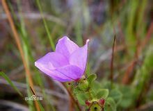 納托爾鹿草 納托爾鹿草