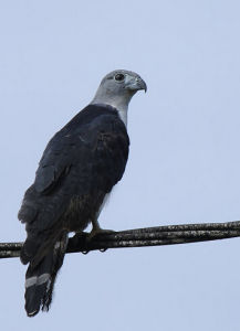 灰頭美洲鳶 灰頭美洲鳶