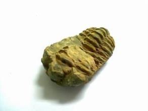 三跗節蟲 三跗節蟲