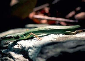 恆春草蜥 恆春草蜥