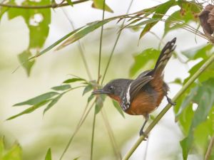 棕翅蟻鷯 棕翅蟻鷯
