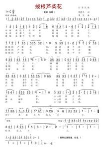 撥根蘆柴花 撥根蘆柴花