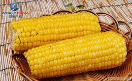 珍珠黃玉米 珍珠黃玉米