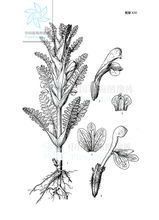 大王馬先蒿大王亞種大王變種 大王馬先蒿大王亞種大王變種