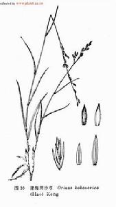 青海固沙草 青海固沙草