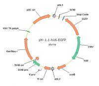 shRNA真核表達載體構建
