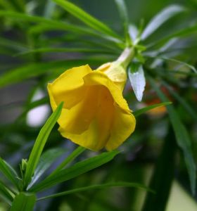 黃花夾竹桃 黃花夾竹桃