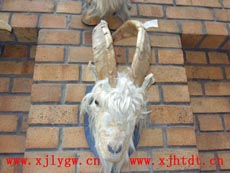 衣索比亞北山羊