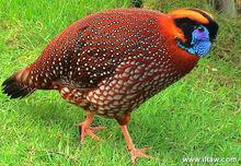 圈養的紅腹角雉