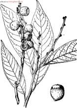 截頭石櫟 截頭石櫟