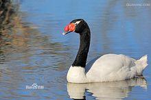 黑頸天鵝