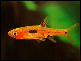 圓點小丑燈魚 圓點小丑燈魚