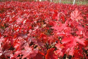 美國秋火焰紅楓 美國秋火焰紅楓