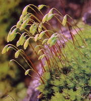 偏葉曲尾蘚 偏葉曲尾蘚