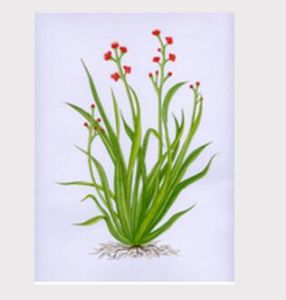 棕櫚玫瑰精油 棕櫚玫瑰精油