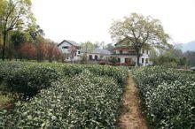 龍井茶園