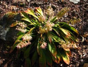 峨眉石鳳丹 峨眉石鳳丹