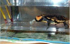 南美扁頭龜 南美扁頭龜