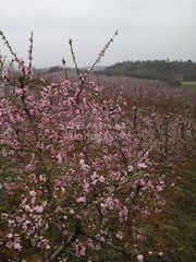 獅子崗鄉 獅子崗鄉