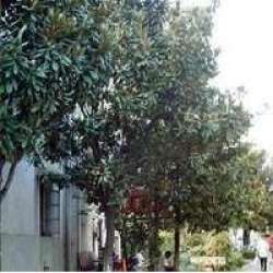 亞光小區 亞光小區