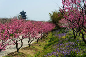 海灣國家森林公園